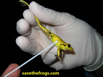 Para detectar esporas del hongo patógeno a través de la técnica de PCR cuantitativa se recoge una muestra de ADN de la piel de la rana. (Foto: Save the Frogs!) 