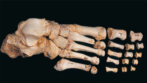 FOTO: Huesos del pie derecho de un individuo de la Sima de los Huesos. /Foto:Adrián Pablos/ Centro MixtoUCM-ISCIII.