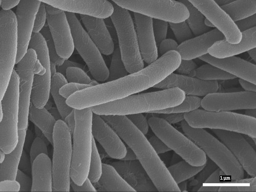 Bacillus onubensis. Imagen: CSIC.