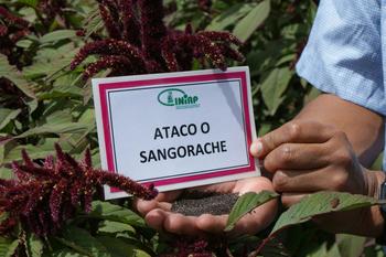 Ataco, un grano que se cultiva en Los Andes (Fotografía: INIAP)