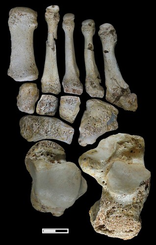 Reconstruyen por primera vez el pie de un ‘Homo heidelbergensis’. FOTO: MEH.