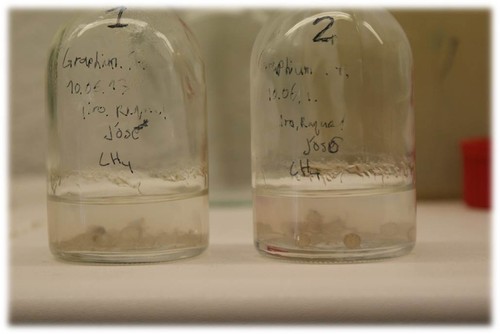 El hongo Graphium sp. ha demostrado su capacidad de degradar metano. Imagen cedida por Raquel Lebrero
