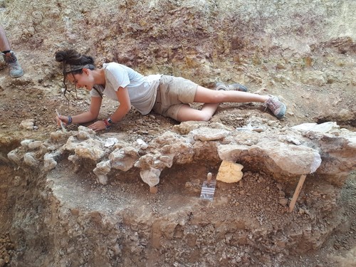 Parte de la columna vertebral de un dinosaurio gigante en el yacimiento de Torrelara (Burgos)/CAS