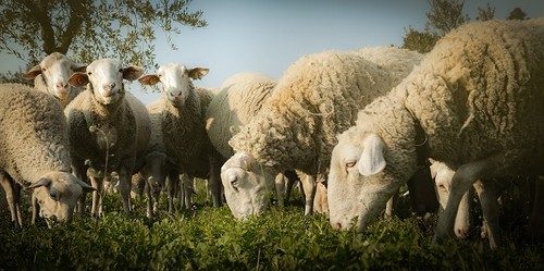 La oveja y la cabra centraban la mayor parte de la economía ganadera/Juan Andrés López.