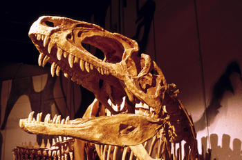 Imagen del cráneo de un dinosaurio (FOTO: MEC)
