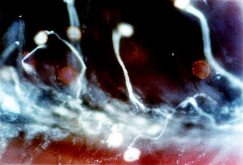 Granos de polen emitiendo el tubo polínico en el estigma de ulmus minor, observado mediate microscopía de fluorescencia