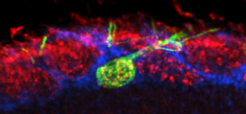 Foto de una sección del bulbo olfatorio que muestra en verde axones provenientes de neuronas ubicadas en la nariz y que terminan en una sinapsis olfatoria (verde). Créditos: Gentileza Dra. Alicia Degano