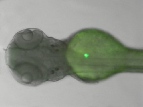 Imagem de um embrião de peixe-zebra com o pâncreas bem visível com marcação a verde. FOTO: UP