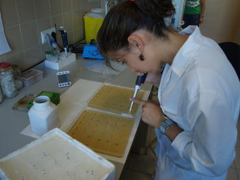 Una investigadora pipetea en el Instituto de Biotecnología de León (Inbiotec).