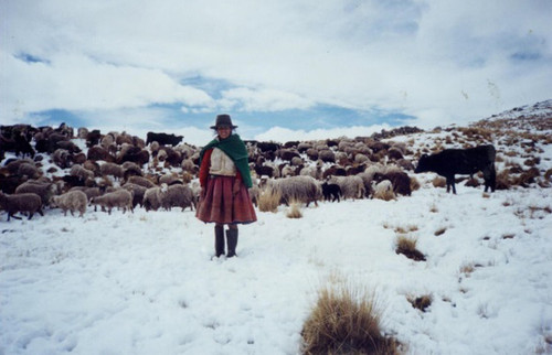Ganadería ovina y alpaquera. FOTO: UNMSM.