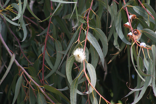 Eucalipto azul - Hoja (Eucalyptus globosus) Fotógrafo: Jorge Martínez Huelves/INTEF