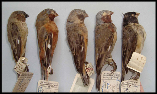 El ave Sporophila melanops (primero a la derecha) también llamado espiguero encapuchado o papa-capim-do-bananal. FOTO: AGENCIA CYTA