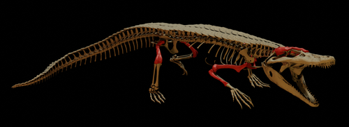 Reconstrucción del 'Burkesuchus mallingrandensis'. Los huesos destacados en rojo fueron los encontrados de esta nueva especie.