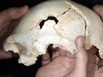 Cráneo 17, el segundo mejor conservado del mundo, hallado en la campaña de Atapuerca 2010.