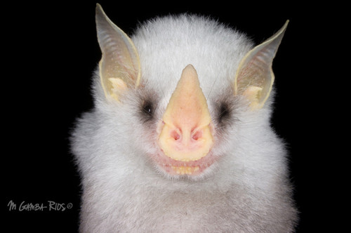 En Centroamérica hay 160 especies de murciélagos. Una de ellas es el murciélago blanco de Honduras (Ectophylla alba), (foto: Melquisedec Gamba Ríos).