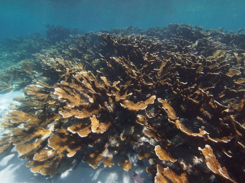 Coral Cuerno de Alce. FOTO: Lorenzo Álvarez Filip.