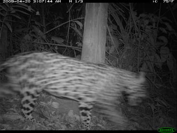 Primera fotografía de un jaguar adulto lograda en la isla de Barro Colorado, Panamá. (Foto: Jackie y Greg Willis)