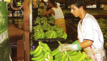 Un joven trabaja manipulando plátanos (FOTO: UNA)