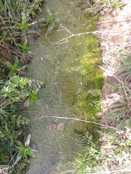 Algas edáficas que proliferan en el suelo cuando se acumula el agua y las condiciones de temperatura son adecuadas. Son las algas que el investigador ha empezado a inocular en el marco del proyecto (FOTO: Jorge Miñón).