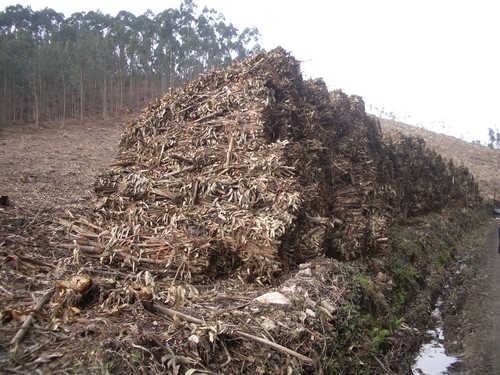 Biomasa de eucalipto. FOTO: ASMADERA.