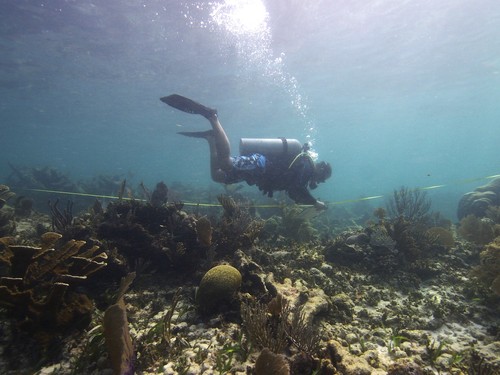 Investigación del estado del coral Cuerno de Alce. FOTO: Lorenzo Álvarez Filip.