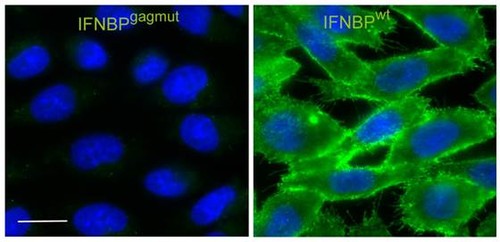 El receptor soluble de IFN (verde) se ancla a las células (azul) tras las modificaciones incorporadas por los poxvirus./ Bruno Hernáez.