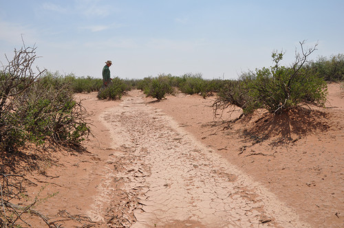 Ejemplo de invasión arbustiva en Nuevo México, Estados Unidos, donde el arbusto Mesquita (Prosopis glandulosa) ha invadido un pastizal previamente dominado por el pasto Boutelua eriopoda . FOTO: Osvaldo Sala.
