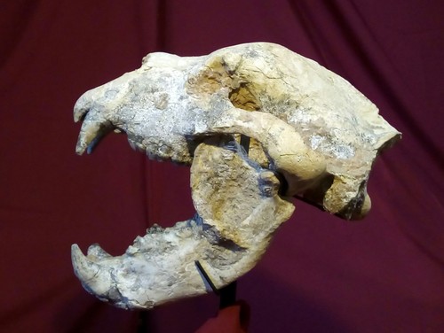 Cráneo del oso 'Arctotherium angustidens' hallado en San Pedro.