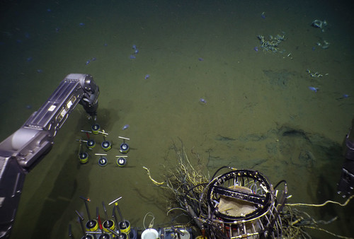 El brazo mecánico del submarino Alvin extrae muestras de sedimentos de las profundidades del mar/Dr. Jorge Cortés.