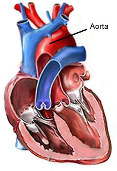 Localización de la aorta.