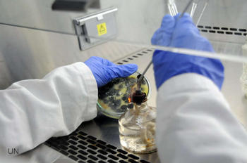 La investigación busca microorganismos que degraden la celulosa que no se utiliza. - 