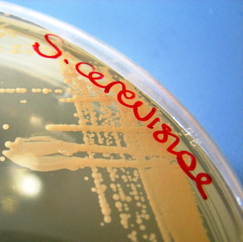 La levadura S. cerevisiae en una placa. Foto: Wikipedia.
