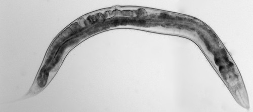 El gusano nematodo ‘C. elegans’.