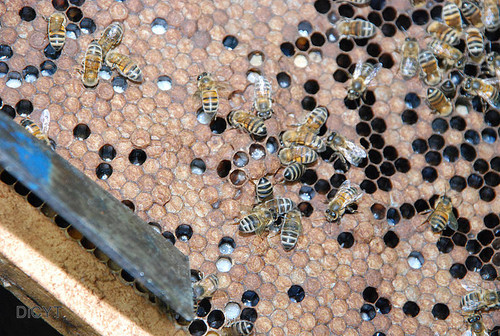 La apiterapia consiste en utilizar productos derivados de las abejas con fines medicinales. FOTO: UN.