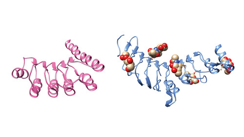 Proteínas con y sin azúcares que comparten un parentesco evolutivo/Conicet