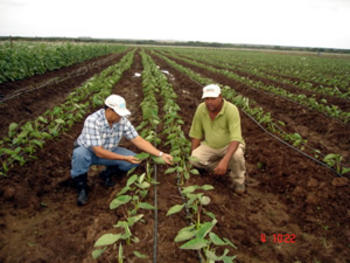 Técnicos dominicanos analizan cultivo en Haití (FOTO: IDIAF).