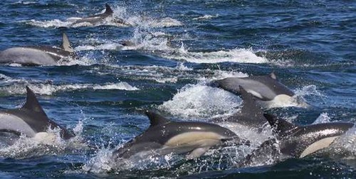 Delfines comunes en el Océano Índico. /  Stephanie Plön.