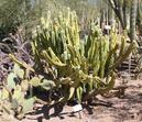 Cactus de México.