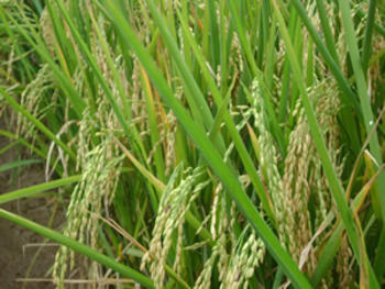 Nuevas variedades de arroz.  (FOTO: IDIAF).