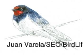 Golondrina común. Juan Varela/SEO/BirdLife.