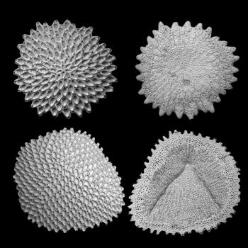 Fósiles de briozoarios cupuládridos que se reprodujeron de forma sexual (arriba) y por clonación (abajo). (Foto: Aaron O´Dea/STRI)