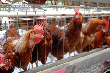 Pollos en una granja.