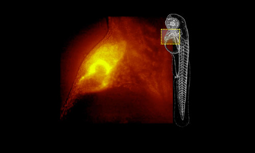 Imagen del microscopio 3D ultrarrápido. Imagen: UC3M.