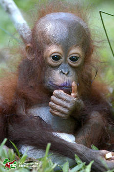 Imagen de una cría de orangután (FOTO: BOS Fundation)