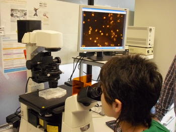 Una investigadora del grupo Bioforge observa a través de microscopio.