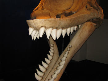 Restos de una ballena que vivió hace 12 millones de años (Fotografía: Universidad Nacional Mayor San Marcos)