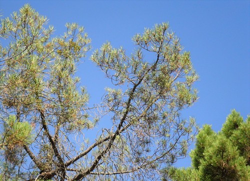 Un pino negral afectado por defoliacion y decoloracion de la microfilia. FOTO: Cristina Prieto
