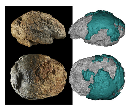 Estudio del cerebro neandertal de Gánovce/Eisová et al. 2019
