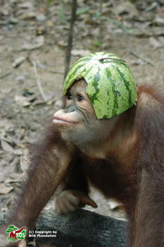 Ejemplar de orangután (FOTO: BOS Fundation)