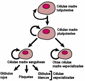 Células madre pluripotenciales: esquema